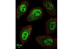 Immunofluorescence (IF) image for anti-APEX Nuclease (Apurinic/apyrimidinic Endonuclease) 2 (APEX2) antibody (ABIN3003990)