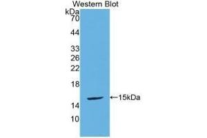 Detection of Recombinant UCN2, Mouse using Polyclonal Antibody to Urocortin 2 (UCN2)