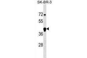 Western Blotting (WB) image for anti-F-Box and Leucine-Rich Repeat Protein 12 (FBXL12) antibody (ABIN2999795)