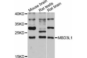 Western blot analysis of extracts of various cell lines, using MBD3L1 antibody (ABIN6293894) at 1:3000 dilution. (MBD3L1 anticorps)