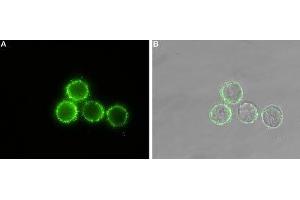 Expression of Parathyroid hormone receptor 1 in rat U-87 MG cells - Cell surface detection of Parathyroid hormone receptor 1 in intact living rat U-87 MG cells.