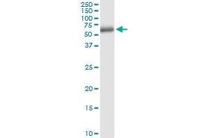Immunoprecipitation of MMP10 transfected lysate using anti-MMP10 MaxPab rabbit polyclonal antibody and Protein A Magnetic Bead , and immunoblotted with MMP10 purified MaxPab mouse polyclonal antibody (B01P) .