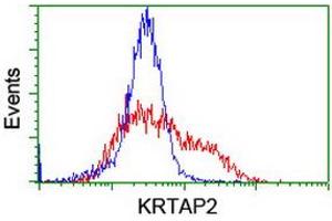 Image no. 3 for anti-Keratin Associated Protein 2-4 (KRTAP2-4) (AA 1-128) antibody (ABIN1490568) (KRTAP2-4 anticorps  (AA 1-128))