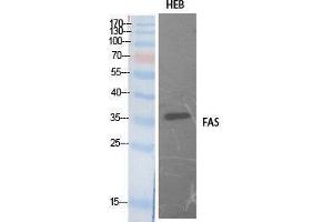 Western Blotting (WB) image for anti-TNF Receptor Superfamily, Member 6 (FAS) (Internal Region) antibody (ABIN3181066) (FAS anticorps  (Internal Region))