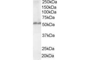 Western Blotting (WB) image for anti-Fas Associated Factor Family Member 2 (FAF2) (C-Term) antibody (ABIN2465665) (FAF2 anticorps  (C-Term))