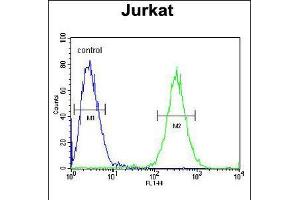 Flow cytometric analysis of Jurkat cells (right histogram) compared to a negative control cell (left histogram). (ST3GAL5 anticorps  (C-Term))