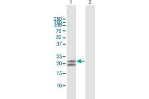 Western Blot analysis of CEACAM21 expression in transfected 293T cell line by CEACAM21 MaxPab polyclonal antibody.