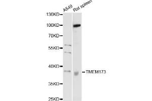 Western blot analysis of extracts of various cell lines, using TMEM173 antibody (ABIN5999064) at 1/1000 dilution. (STING/TMEM173 anticorps)