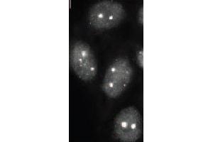 Immunofluorescence (IF) image for anti-Small Ubiquitin Related Modifier 2/3 (SUMO2/3) (full length) antibody (ABIN2452139) (SUMO2/3 anticorps  (full length))