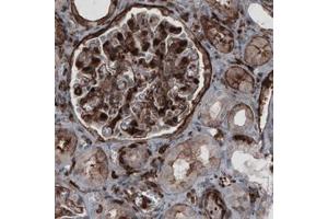 Immunohistochemical staining (Formalin-fixed paraffin-embedded sections) of human kidney with ZYX monoclonal antibody, clone CL2502  shows strong membranous and moderate cytoplasmic immunoreactivity in renal glomeruli and tubule. (ZYX anticorps)
