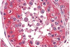 Human Testis (formalin-fixed, paraffin-embedded) stained with EPHA2 antibody ABIN364396 at 5 ug/ml followed by biotinylated anti-mouse IgG secondary antibody ABIN481714, alkaline phosphatase-streptavidin and chromogen. (EPH Receptor A2 anticorps  (AA 559-976))