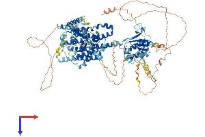AlphaFold protein structure predicition of Human Recombinant SLC26A8 Protein, UniprotID Q96RN1