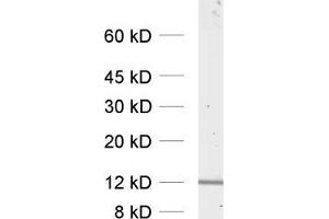 dilution: 1 : 1000, sample: HELA cell lysate (VAMP8 anticorps  (Cytoplasmic Domain))