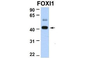 Hum. (FOXI1 anticorps  (N-Term))
