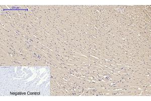Immunohistochemical analysis of paraffin-embedded rat heart tissue. (alpha Tubulin anticorps  (AA 380-460))