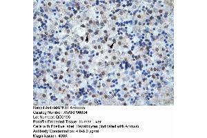 Human Liver (MAPK14 anticorps  (C-Term))