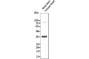 Western Blotting (WB) image for anti-Neuropeptide Y Receptor Y2 (NPY2R) (C-Term) antibody (ABIN7273070) (NPY2R anticorps  (C-Term))
