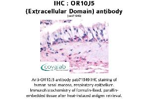 Image no. 1 for anti-Olfactory Receptor, Family 10, Subfamily J, Member 5 (OR10J5) (2nd Extracellular Domain) antibody (ABIN1737665)