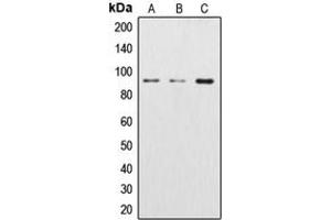 Western blot analysis of Beta-catenin expression in Jurkat (A), Raw264.