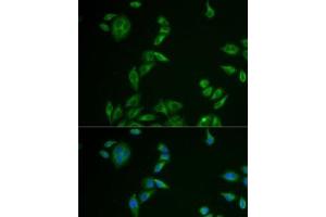 Immunofluorescence analysis of U2OS cells using MLANA Polyclonal Antibody