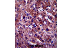 PON1 Antibody (Center) (ABIN654641 and ABIN2844338) immunohistochemistry analysis in formalin fixed and paraffin embedded human liver tissue followed by peroxidase conjugation of the secondary antibody and DAB staining. (PON1 anticorps  (AA 118-145))