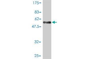 Western Blot detection against Immunogen (52. (SH3BGR anticorps  (AA 1-239))
