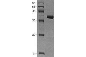 Validation with Western Blot (APEX1 Protein (Transcript Variant 1))