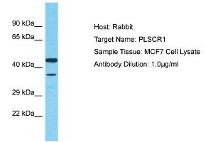 Host: Rabbit Target Name: PLSCR1 Sample Type: MCF7 Whole Cell lysates Antibody Dilution: 1. (PLSCR1 anticorps  (Middle Region))