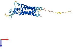 AlphaFold protein structure predicition of Human Recombinant CLDN7 Protein, UniprotID O95471