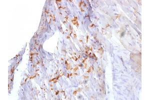 Formalin-fixed, paraffin-embedded Mouse Heart stained with N-Cadherin Mouse Monoclonal Antibody (8C11).