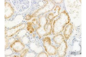 ABIN6262554 and ABIN6272583 at 1/100 staining human normal kidney tissue by IHC-P. (IL22RA2 anticorps  (Internal Region))