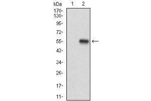 Western blot analysis using CD10 mAb against HEK293 (1) and CD10 (AA: 52-246)-hIgGFc transfected HEK293 (2) cell lysate. (MME anticorps  (AA 52-246))
