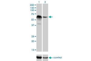 Western blot analysis of RBM5 over-expressed 293 cell line, cotransfected with RBM5 Validated Chimera RNAi (Lane 2) or non-transfected control (Lane 1). (RBM5 anticorps  (AA 75-184))