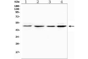 Western blot analysis of NR1I2 using anti-NR1I2 antibody (ABIN7602331).