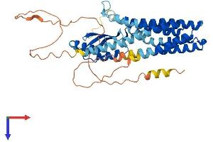 AlphaFold protein structure predicition of Human Recombinant SLC30A4 Protein, UniprotID O14863