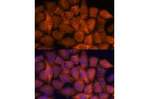 Immunofluorescence analysis of HeLa cells using RP antibody (ABIN7270101) at dilution of 1:100. (RPAP3 anticorps  (AA 17-241))