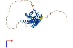 AlphaFold protein structure predicition of Mouse Recombinant Impact Protein, UniprotID O55091