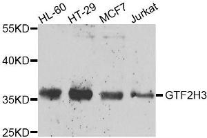Western blot analysis of extracts of various cell lines, using GTF2H3 antibody.