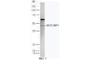 Human MCF-7 lysates probed with Rabbit Anti-SCYL1BP1 Polyclonal Antibody, Unconjugated (ABIN719306) at 1:300 overnight at 4˚C. (GORAB anticorps  (AA 201-300))