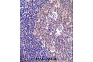 PIK3R5 Antibody (C-term) (ABIN655491 and ABIN2845011) immunohistochemistry analysis in formalin fixed and paraffin embedded human tonsil tissue followed by peroxidase conjugation of the secondary antibody and DAB staining. (PIK3R5 anticorps  (C-Term))