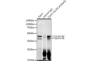 Immunoprecipitation analysis of 600 μg extracts of Mouse thymus using 3 μg Cyclin / antibody (635). (Cyclin A1/A2 anticorps)