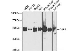 Western blot analysis of extracts of various cell lines using DARS Polyclonal Antibody at dilution of 1:1000. (DARS anticorps)