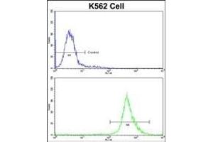 Flow cytometric analysis of K562 cells using BAG1 Antibody (C-term)(bottom histogram) compared to a negative control cell (top histogram)FITC-conjugated goat-anti-rabbit secondary antibodies were used for the analysis.