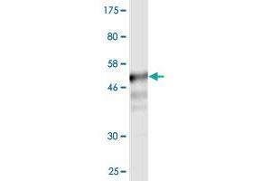 Western Blot detection against Immunogen (52. (CD58 anticorps  (AA 1-240))