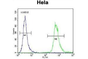 WDR3 Antibody (N-term) flow cytometric analysis of Hela cells (right histogram) compared to a negative control cell (left histogram). (WDR3 anticorps  (N-Term))
