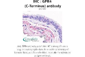 Image no. 1 for anti-G Protein-Coupled Receptor 4 (GPR4) (C-Term) antibody (ABIN1735086) (GPR4 anticorps  (C-Term))