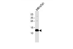 Western blot analysis of lysate from zebrafish tissue, using (DANRE) ba1 Antibody (N-term) (ABIN6242129 and ABIN6577722). (Bone Area 1 anticorps  (N-Term))