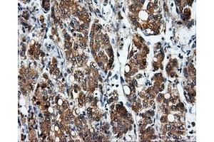 Image no. 7 for anti-Nucleotide Exchange Factor SIL1 (SIL1) antibody (ABIN1496810) (SIL1 anticorps)