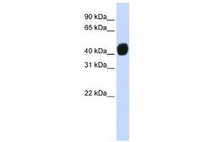 Western Blotting (WB) image for anti-Transforming Growth Factor beta 1 Induced Transcript 1 (TGFB1I1) antibody (ABIN2458370) (TGFB1I1 anticorps)