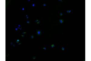Immunofluorescence staining of HepG2 cells with ABIN7164309 at 1:100, counter-stained with DAPI. (Neuregulin 4 anticorps  (AA 1-115))